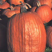 Pumpkin: Main Image