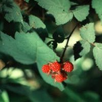 Red Raspberry: Main Image
