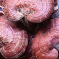 Reishi: Main Image