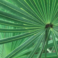 Saw Palmetto: Main Image