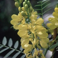 Senna: Main Image