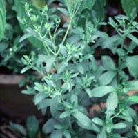 Stevia: Main Image