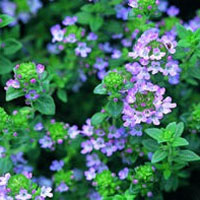 Thyme: Main Image