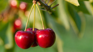 Tart Cherry: Main Image