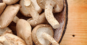 Medicinal Mushrooms: Main Image