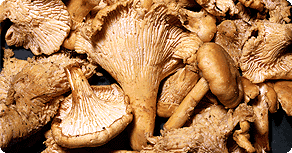 Mushrooms: Main Image